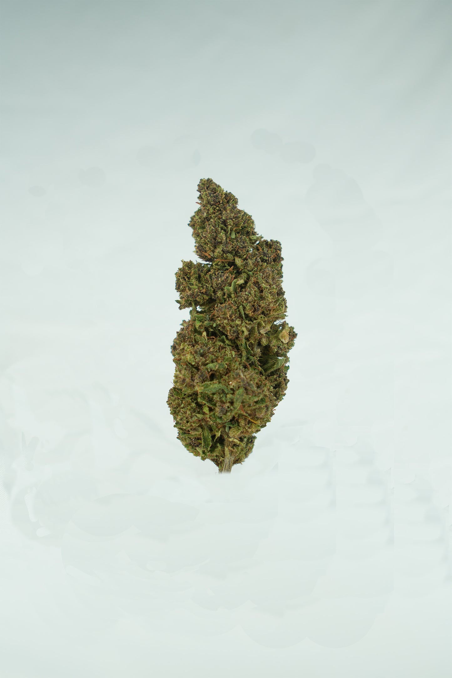 Aladin Purple Kush CBD