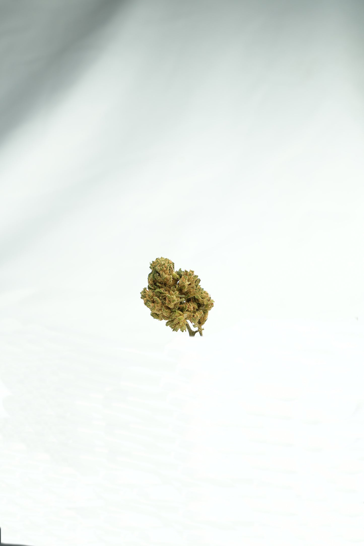 Lemon Pop CBD