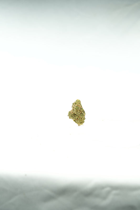 Ocean Beach THCa